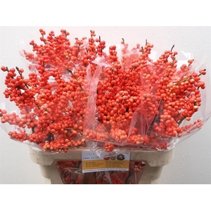 ILEX VE ORANGE