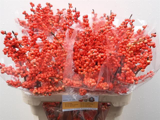 ILEX VE ORANGE