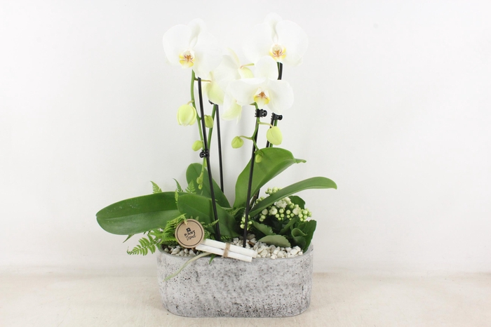 <h4>arr2 PL - Ker. aswan ovaal Phal. 250/2</h4>