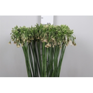 Nect Siculum Bulgar