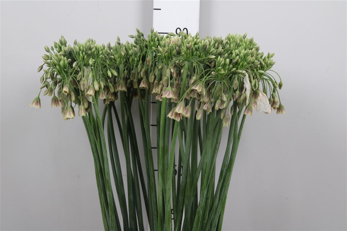 <h4>Nect Siculum Bulgar</h4>
