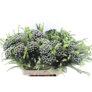 Kaaps Brunia Albiflora Xl X25