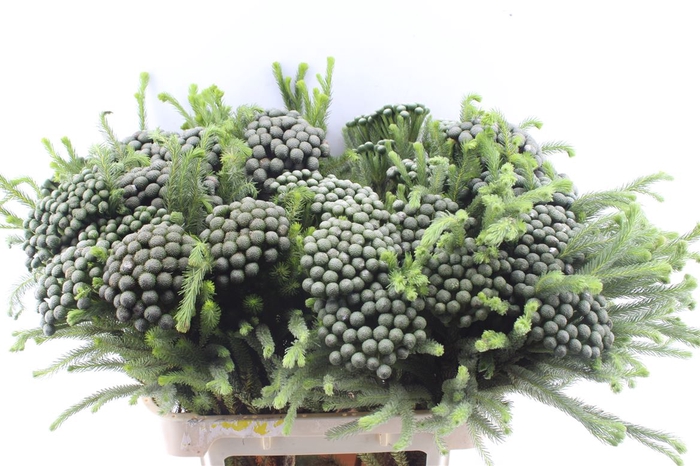 <h4>Kaaps Brunia Albiflora Xl X25</h4>