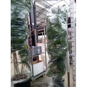 Araucaria heterophylla