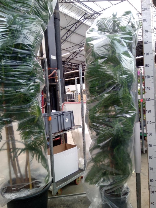 <h4>Araucaria heterophylla</h4>