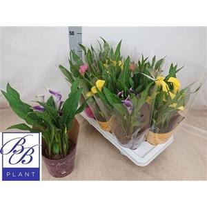 Zantedeschia Mix In Potcover A To