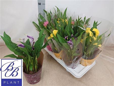 <h4>Zantedeschia Mix In Potcover A To</h4>