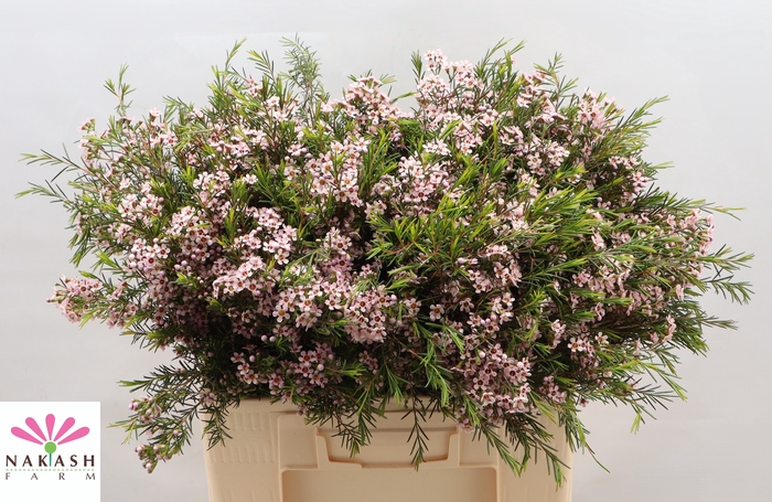 <h4>Cham Un Romi</h4>