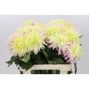 Dahlia Just Married