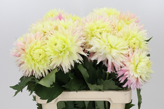 <h4>Dahlia Just Married</h4>