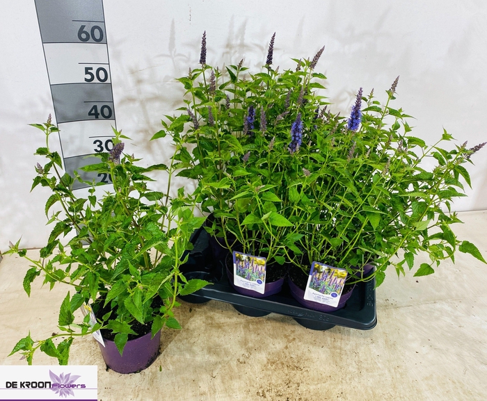 <h4>AGAS RUGOSA</h4>