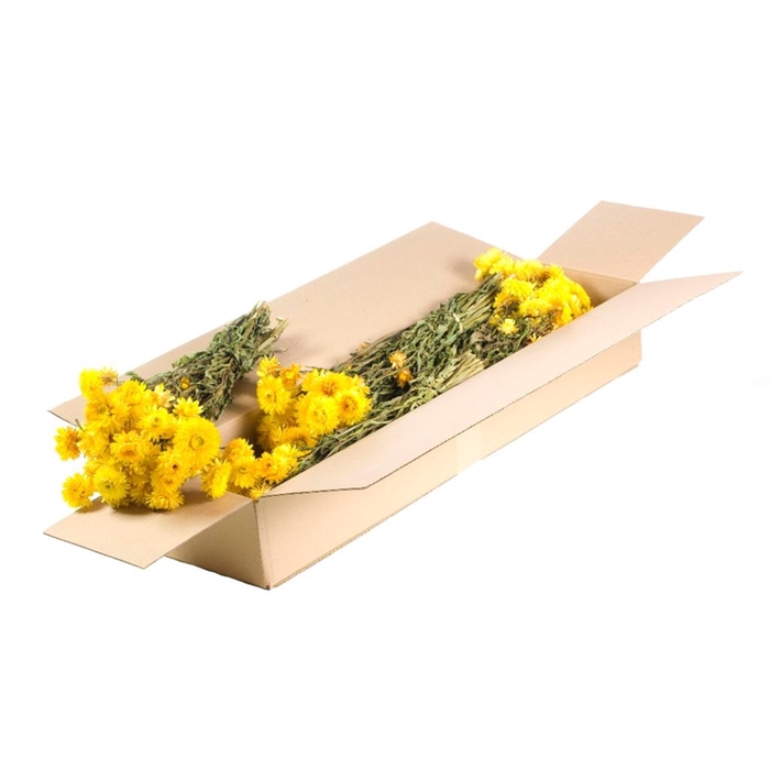 <h4>Helichrysum SB natural yellow</h4>