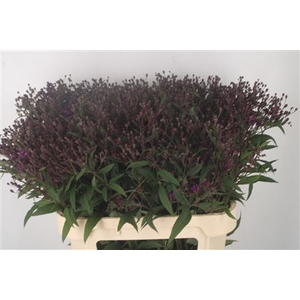 Vernonia C 'mammuth'
