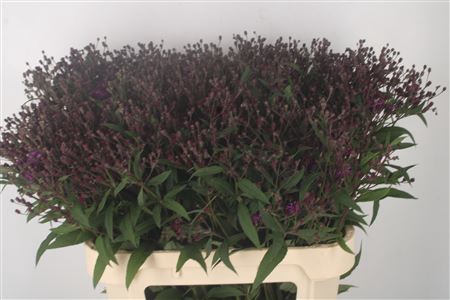 <h4>Vernonia C 'mammuth'</h4>