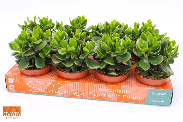 <h4>arr8 Crass Hulk</h4>