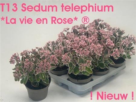 <h4>Sedum Te Vie En Rose</h4>
