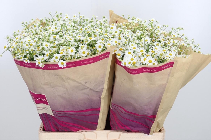 <h4>Tana Pa Cameron</h4>