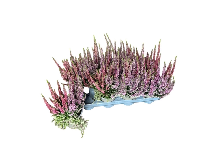 <h4>CALLU BS BEAUTYB GP</h4>