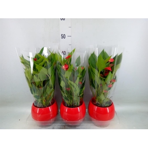 Anthurium andr. 'Mill Flowers Red'