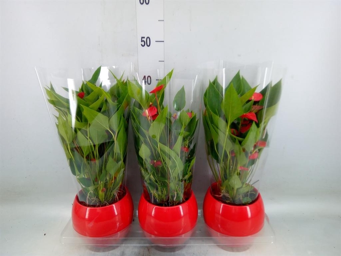 <h4>Anthurium andr. 'Mill Flowers Red'</h4>