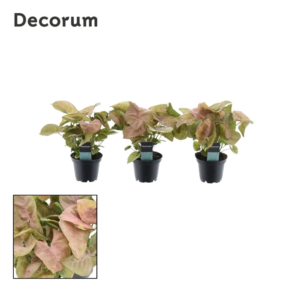 <h4>Syngonium Neon Robusta 7 cm (Decorum)</h4>