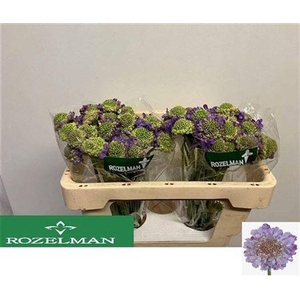 Scab At Lavend Scoop [rozelman]