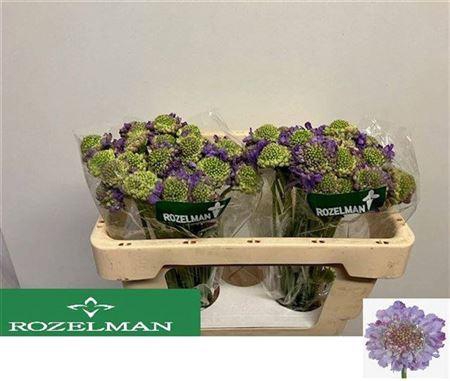 <h4>Scab At Lavend Scoop [rozelman]</h4>