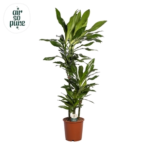 Dracaena Janet Lind p24, 75+30+10 (Air so Pure)