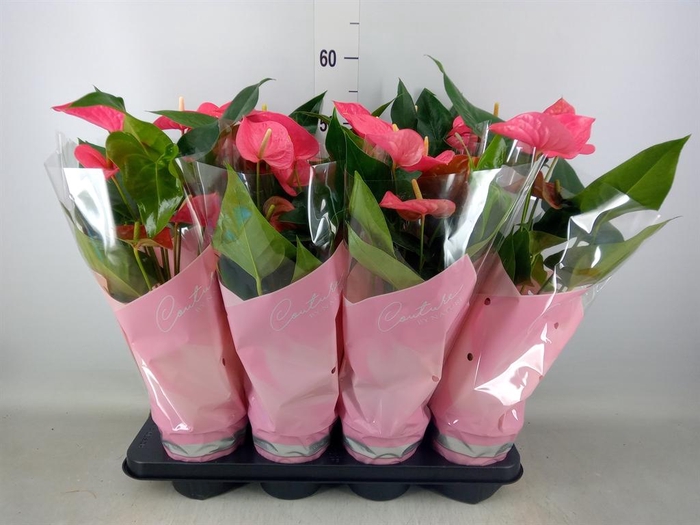 <h4>Anthurium andr. 'Maine'</h4>