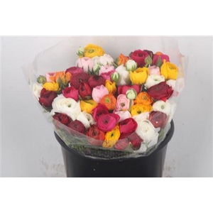 Ran El. Mix Super X25