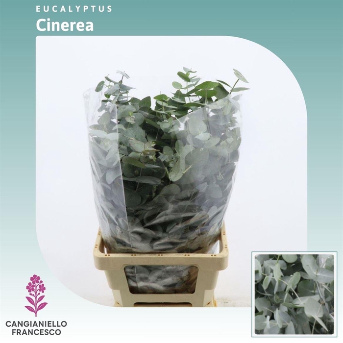 <h4>Eucalyptus Cinerea (per Bos)</h4>