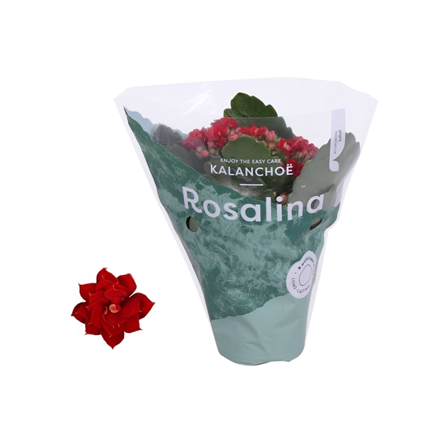 <h4>Kalanchoe Rosalina 07cm Don Justino rood</h4>