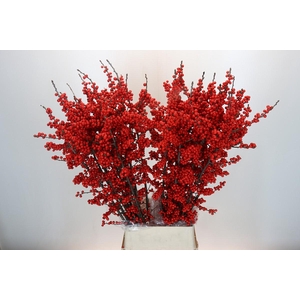 Ilex Rood