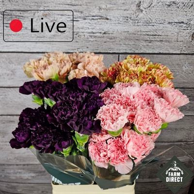 <h4>Dianthus ST   ...mix in fust</h4>