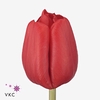 Tulipa si escape