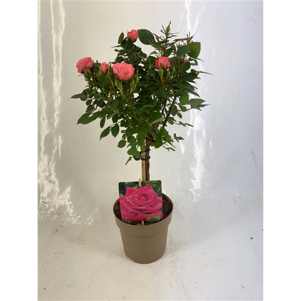 <h4>Stamroos P15 Roze</h4>
