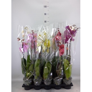 Phalaenopsis   ...mix