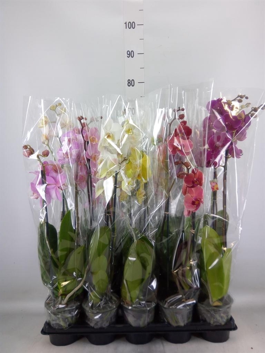 <h4>Phalaenopsis   ...mix</h4>