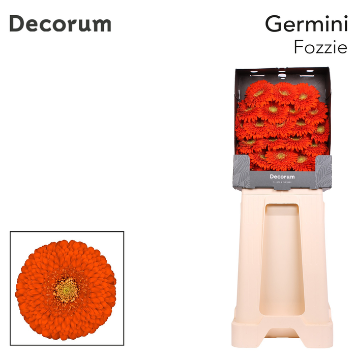 <h4>Germini Pomponi Fozzie Diamond</h4>