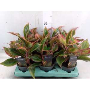 Aglaonema  'Crete'