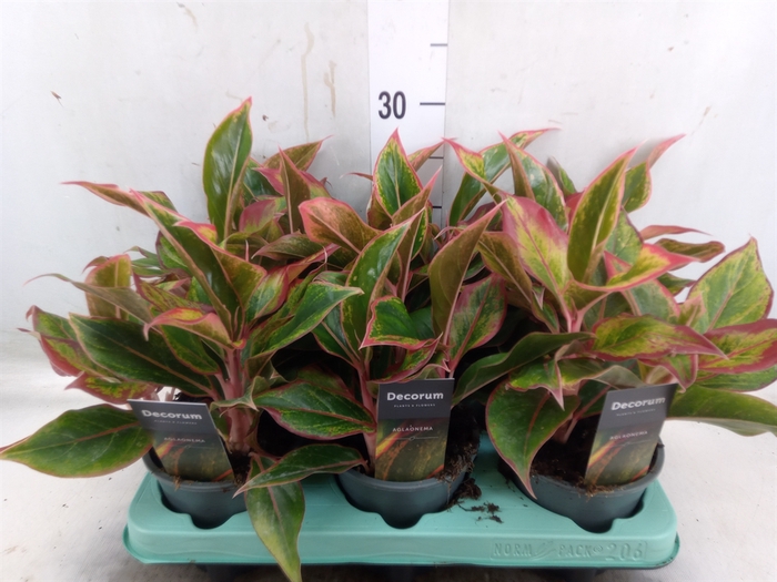 <h4>Aglaonema  'Crete'</h4>