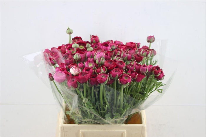 <h4>Ran El Hotpink 42cm</h4>