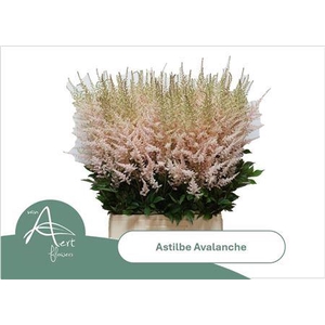 Astil Ja Avalanche