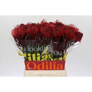 Nutans Painted Bordeaux