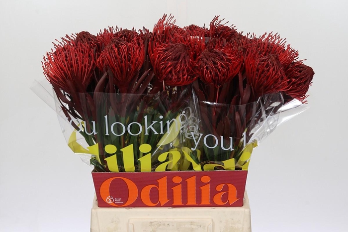 <h4>Nutans Painted Bordeaux</h4>