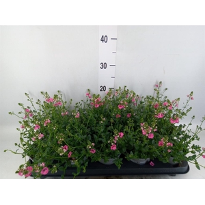 Diascia  'My Darling Berry'