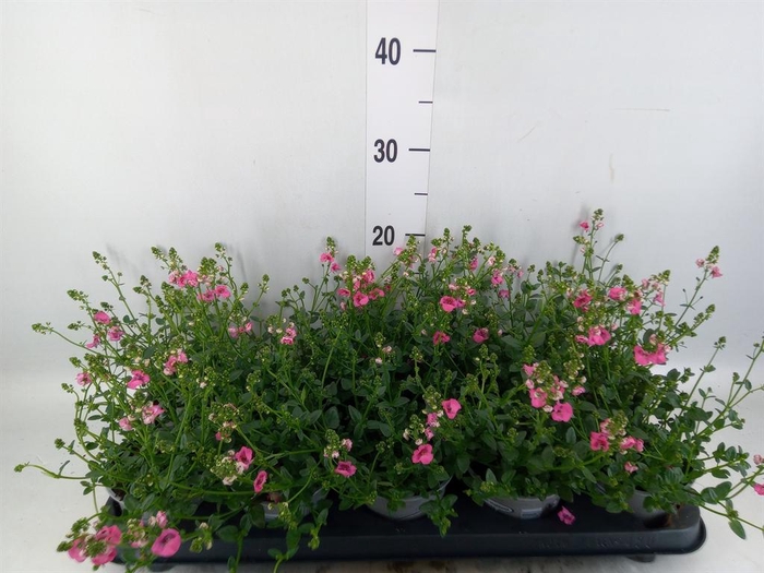 <h4>Diascia  'My Darling Berry'</h4>