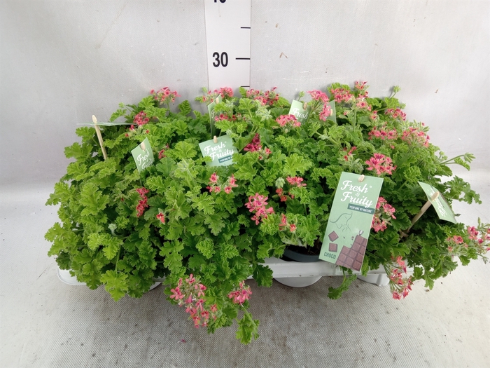 <h4>Pelargonium   ...mix smelling</h4>