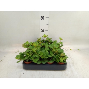 Peperomia tetraphylla 'Hope'