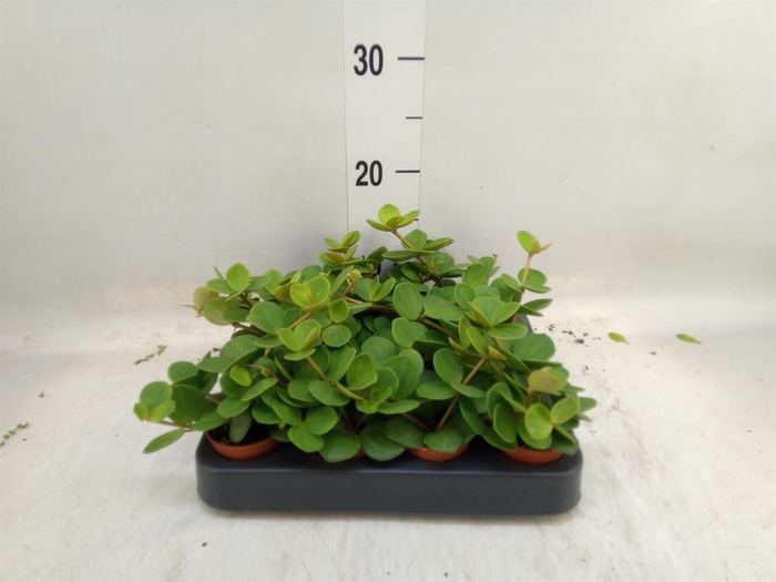 <h4>Peperomia tetraphylla 'Hope'</h4>